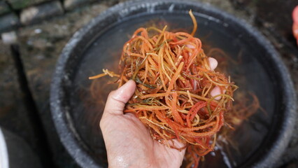 Selective focus of red seaweed on someone's hand, cleaning seaweed © Bi Alya