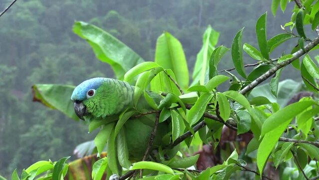 Mealy Parrot, Amazona farinosa, Loro Corona Azul moving by branch with a background of jungle with fog. Uxpanapa, Veracruz, M&eacute;xico.