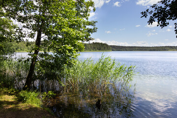 Summer landscape with the lake and the forest