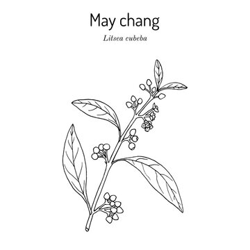 Aromatic litsea or may chang (Litsea cubeba), medicinal plant