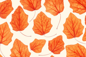 Obraz premium Autumn poplar leaves on beige background. Minimal monochrome pattern with fallen autumn leaves, orange yellow colored textured foliage, autumnal herbarium. Nature flat lay with fall leaf