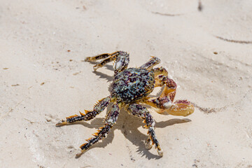 Sea crab on a sand at beach