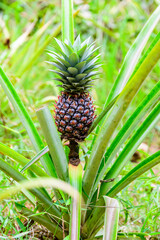 Pineapple plant with fruit at the plantation. Agricultural concept. Tropical fruit