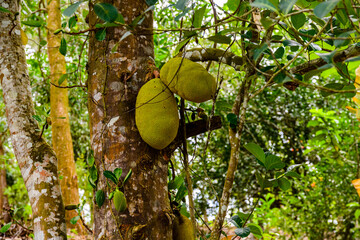 Jack fruit tree with ripe fruits at the farm at Zanzibar