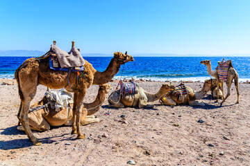 Camels at the shore of Red sea in Dahab, Egypt