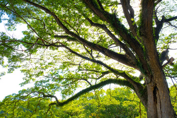 Big tree with moss with brightness sky in the background