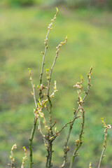 Blooming leaves of black currant in spring
