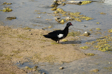 Animal life of the Canary Islands
