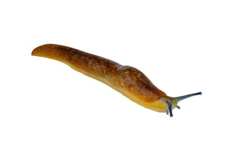 Slug snail isolated on a white background