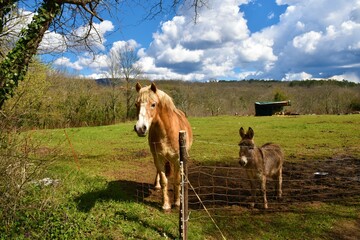 Fototapeta na wymiar Cute light brown horse and a donkey a meadow with forest behind in Primorska, Slovenia
