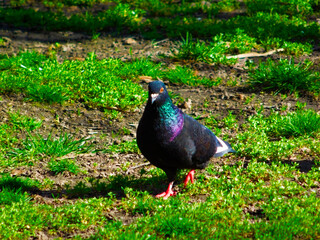 bird in the grass