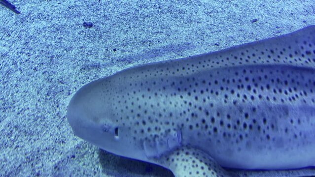 Slow motion view leopard Shark swimming sean and stingray on the sandy bottom in search of food. aquarium tank , Australia.