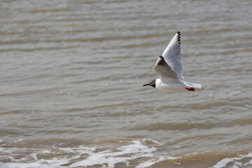A seagull (larum) flies slightly above the coastline of the North sea with water in the background
