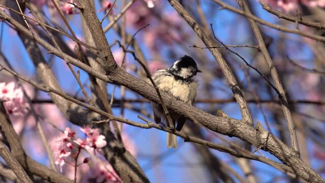 Bird on the tree, spring flowers