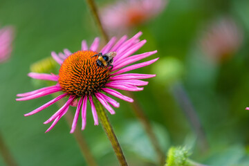 A bumblebee (bombus) harvesting pollen on a coneflower (echinacea) with slim pink petals