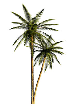 coconut palm trees isolated on transparent background