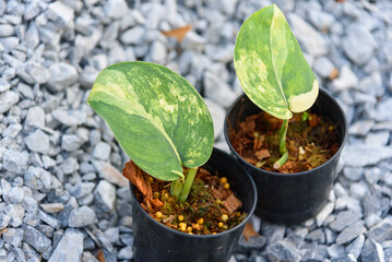 scindapsus jade satin variegated in the pot