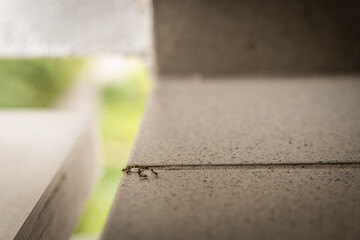 The work of pest control experts