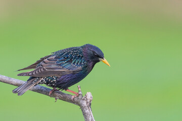 Common starling