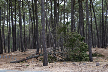 un pin couché dans la forêt des Landes