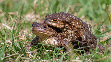 toad in the grass
