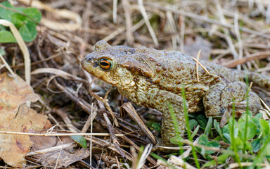 frog on the ground