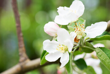 Fototapeta premium Apple tree blooming with white flowers on a branche in the garden.