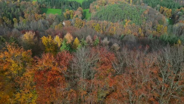 Descending drone shot moving down over colorful autumn trees and green fields with cloudy sky