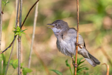 Greater Whitethroat