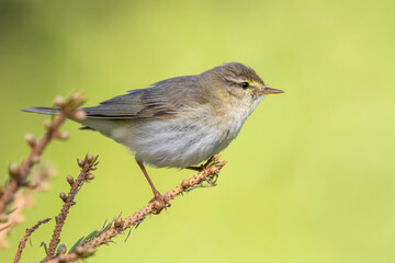 willow warbler