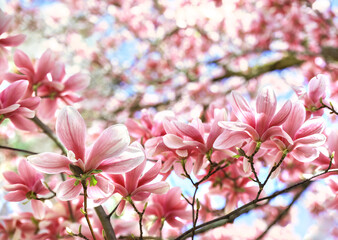Magnolia blossoms in the spring
