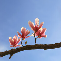 Magnolia blossoms in the spring