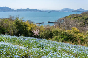 香川県三豊市志々島の天空の花畑