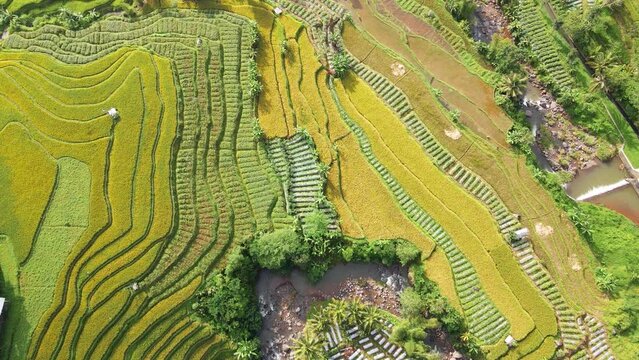 Aerial view of green terraced rice field. Beautiful pattern of agricultural field of rice field. Harvesting season of Indonesia rice fields - Bird eye drone shot