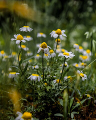 daisies in a field