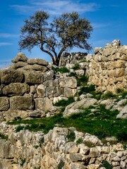 Vertical shot of an olive tree growing from ruins in Greece with sky in the background © Gary Mosman/Wirestock Creators