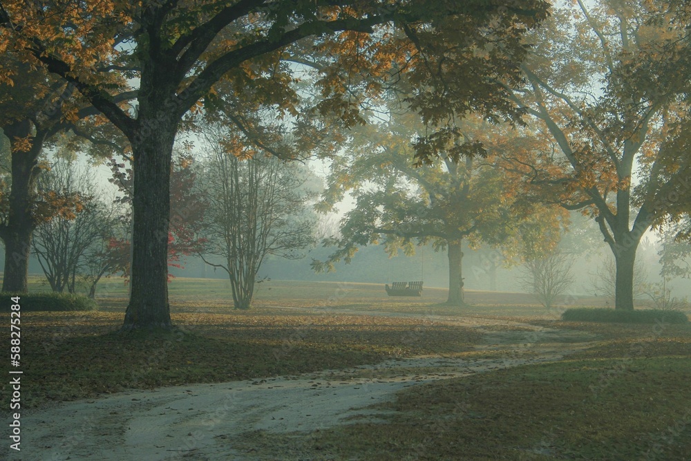 Poster a tranquil park setting with trees in a light fog