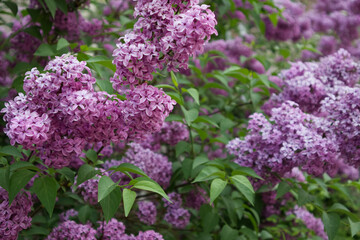 Blooming lilac bushes close up