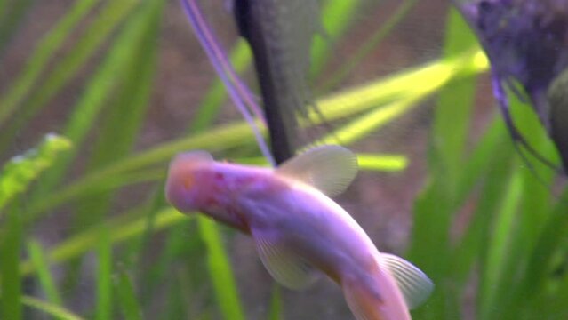 Close up of fish swimming in aquarium
