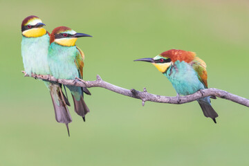 European bee eater (Merops apiaster)