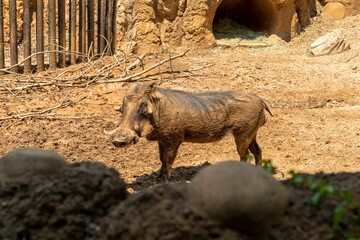 Wild boar stands in a natural environment adjacent to a wooden fence and set of rocks