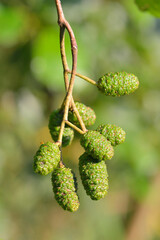 Unreife Früchte der Schwarz-Erle (Alnus glutinosa)