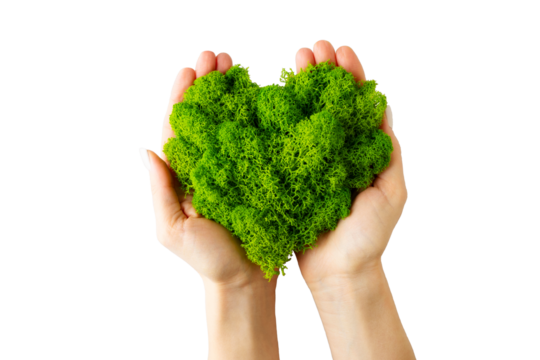World earth day concept with hands holding green plant heart on transparent background , flat lay, top view, banner