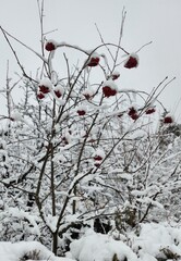 red berries in snow