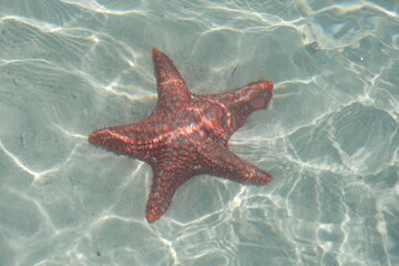Fototapeta na wymiar red starfish in the sea under the water with sunlight on it
