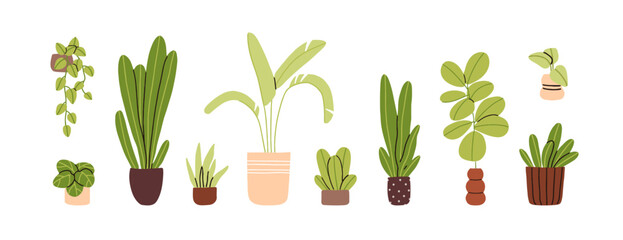 Potted home plants set. Abstract leaf houseplants, green interior decorations. Home and office decor growing in planters, house flowerpots. Flat vector illustrations isolated on white background - obrazy, fototapety, plakaty