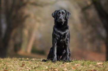black beautiful dog