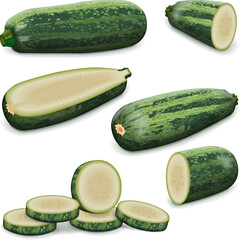 Set with whole, half, quarter, slices of Marrow Squash or vegetable marrow. Courgette or marrow. Summer squash. Cucurbita pepo. Fruits and vegetables. Vector illustration isolated on white background.