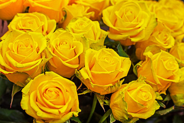 close-up background of beautiful blooming yellow roses,horizontal