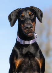 portrait of a black dog